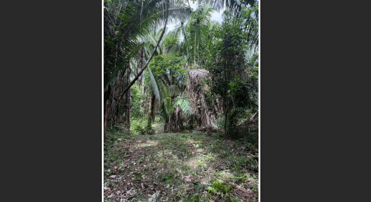 Off-Grid Creekside Jungle Lot 2 – 2.70 Acres on Indian Creek near Darknight Cave Tubing, Caves Branch, Cayo District — Caves Branch, Belize
