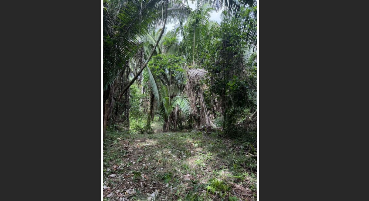 Off-Grid Creekside Jungle Lot 2 – 2.70 Acres on Indian Creek near Darknight Cave Tubing, Caves Branch, Cayo District — photo 1 of 9