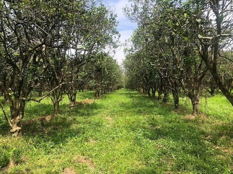 198 Acre Orchard with Producing Orange and Grapefruit Trees – Income Generating Belize Real Estate — Mullins River, Belize