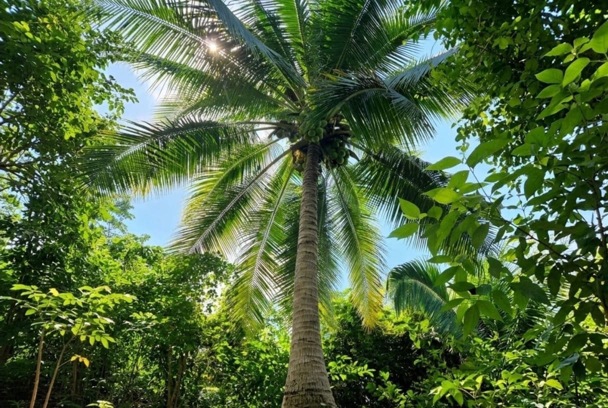 50 Acres of Premium Jungle Acreage — photo 1 of 6