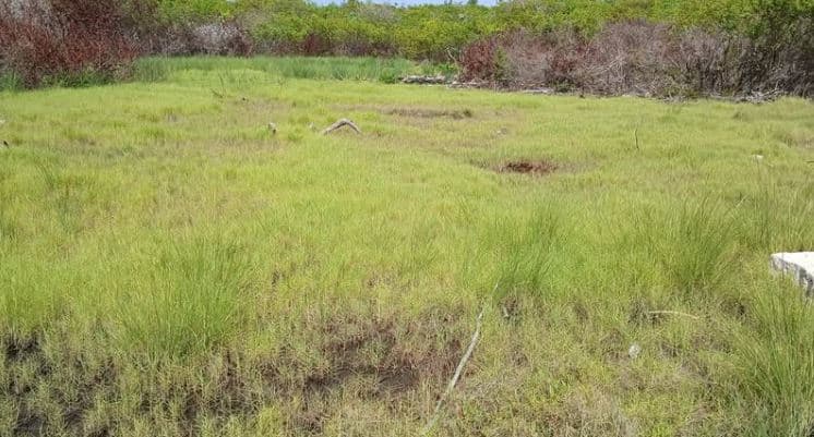 Lot/Land 8 Mile North San Pedro Ambergris Caye — photo 1 of 3
