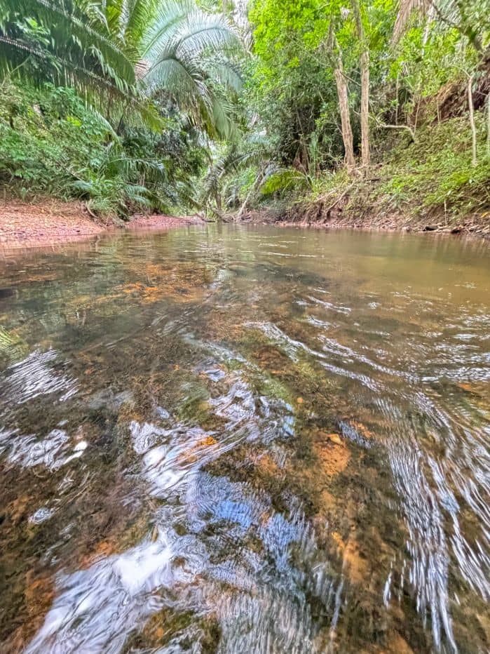 F3023 – Homestead & Farm Lots – Just Outside Hopkins Village — Hopkins, Belize