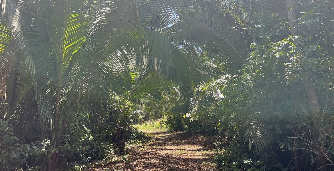 43 Acres of Lush Jungle near Red Bank — photo 1 of 7
