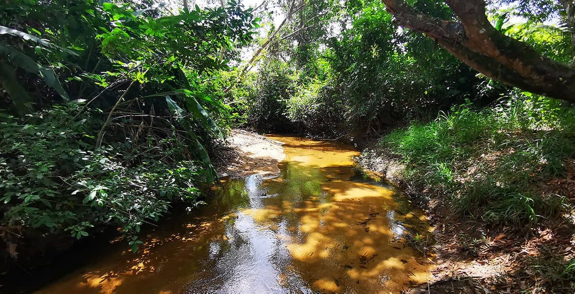 Double Lot on Jenkins Creek — 40 Acres of Fertile Land! — Georgetown, Belize