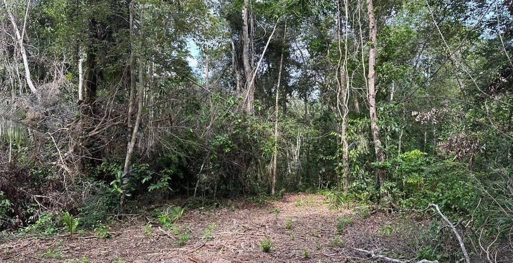 51 Acres on the Swasey River — Bella Vista, Belize