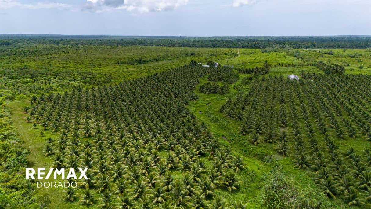 339 Acres of Prime Agricultural Land for Sale | Southern Belize — Dangriga, Belize